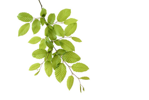 Branch of European Hornbeam with fresh foliage in spring in front of white background - RUEF001730