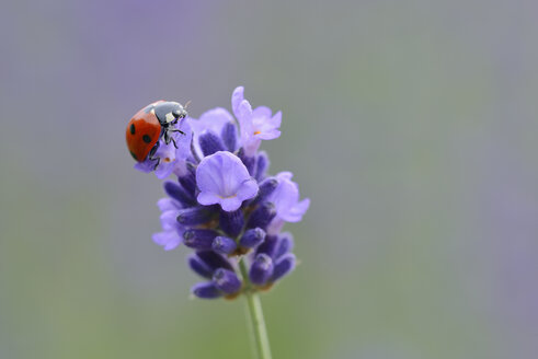 Siebenfleckiger Marienkäfer auf Lavendelblüte - RUEF001733