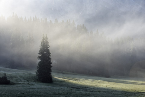 Italien, Dolomiten, Wald und Bergwiese im Nebel, lizenzfreies Stockfoto