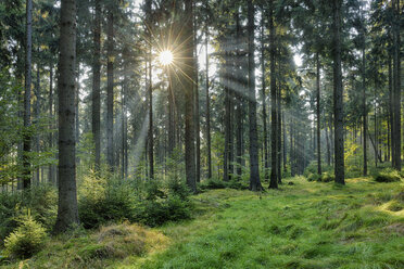 Germany, forest at Saxon Switzerland National Park - RUEF001750