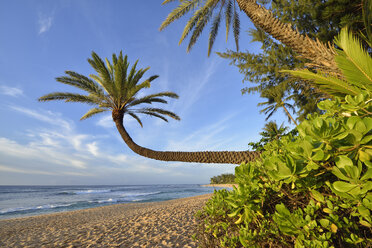 USA, Hawaii, Oahu, palm trees on the beach - RUEF001760