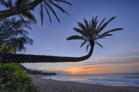 USA, Hawaii, Oahu, palm trees on the beach by sunset stock photo