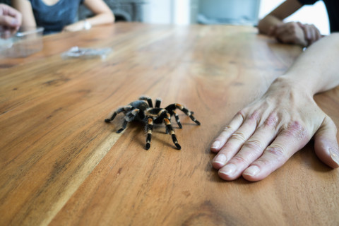 Mexikanische Tarantel krabbelnd auf Holztisch, vor einer Hand, lizenzfreies Stockfoto