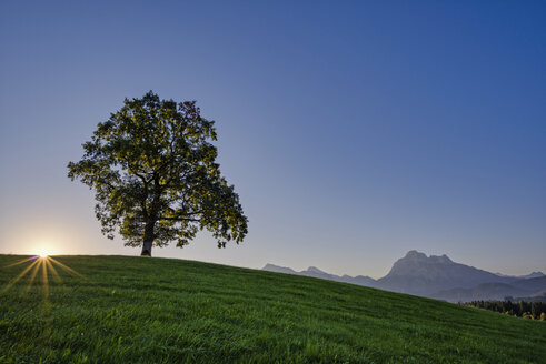 Deutschland, Ostallgäu, Stieleiche auf einer Wiese in der Dämmerung - WGF000955