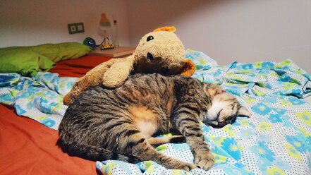 Barcelona, Spanien: Tabby-Katze schläft auf einem Bett mit einem süßen Teddybär. - GEMF001005