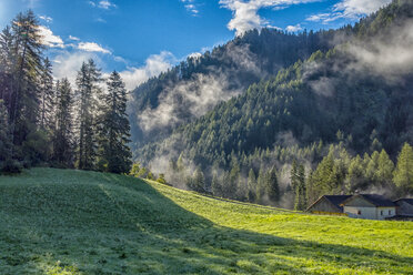 Italy, South Tyrol, Dolomites, Fog in the forest in the morning - LOMF00383