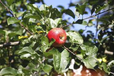 Roter Apfel am Baum - JTF00771