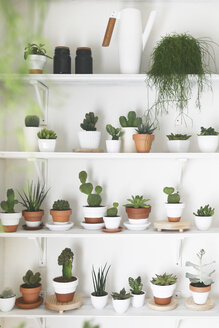 Collection of cacti and succulents - RTBF00350