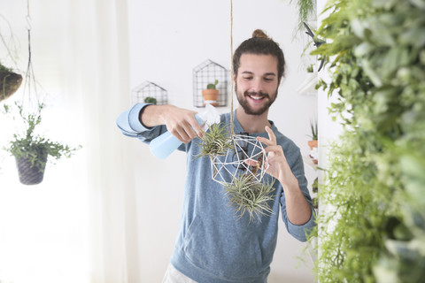 Young man watering air plants in geometric pendant stock photo