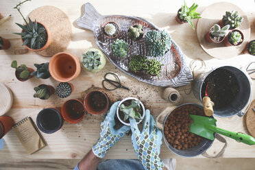 Young man transplanting cactus on wooden table - RTBF00370