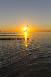 Sunset at Baltic sea with silhouette of flying seagull - SARF02871