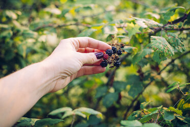 Woman's hand picking blackberries - JPSF00004