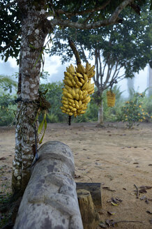 Brasilien, Agrarreform Areia, Bananenplantage, Bananenstaude - FLKF00702