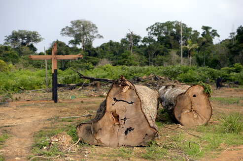 Brazil, Para, Trairao, illegally lumbered trees of Amazon rainforest - FLKF00704