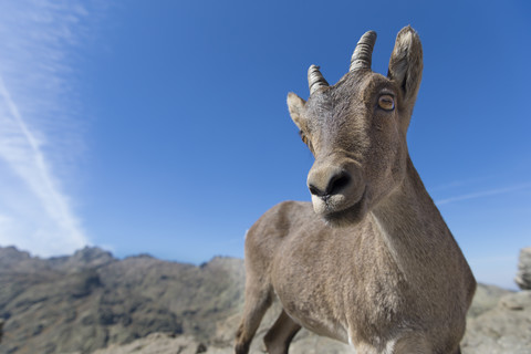 Spain, Sierra de Gredos, Western Spanish ibex stock photo