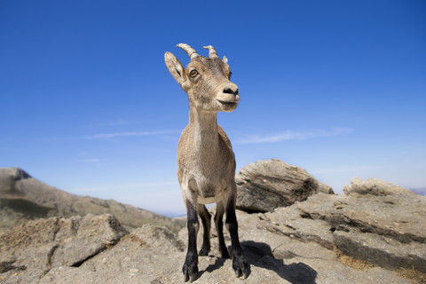 Spanien, Sierra de Gredos, Westspanischer Steinbock auf einem Felsen, lizenzfreies Stockfoto