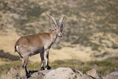 Spain, Sierra de Gredos, Western Spanish ibex on a rock - ERLF00194