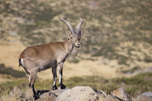 Spanien, Sierra de Gredos, Westspanischer Steinbock auf einem Felsen - ERLF00194