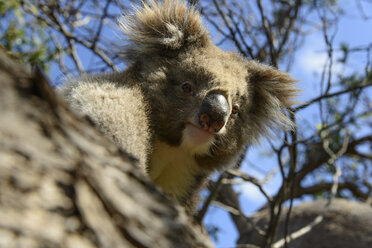 Australien, Porträt eines Koalas - TOVF00062