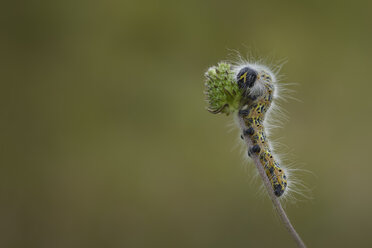 Grub der Schwabbelspitze am Stiel - MJOF01281