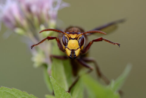 Portrait of European hornet - MJOF01284