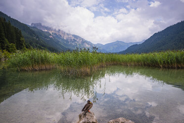 Österreich, Tirol, Tannheimer Tal, Haldensee, Ente auf Stein - WGF00964