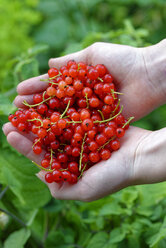 Hands of teenage girl holding red currants - LBF01465