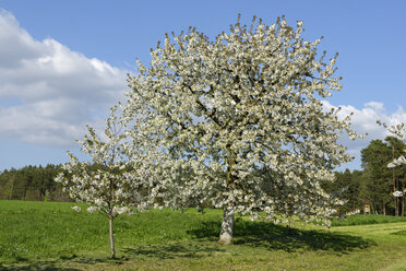 Blühende Kirschenbäume - LBF01466