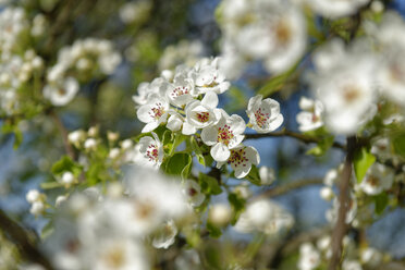 Blossoming cherrry tree, close-up - LBF01467