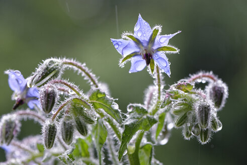 Starflowers with raindrops - LBF01469