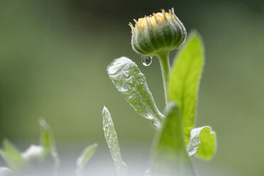 Blütenknospe einer Ringelblume mit Regentropfen - LBF01470