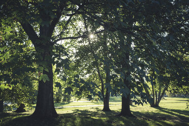 Trees in a public garden at late summer - ASCF00643