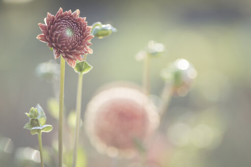 Dahlie im Sonnenlicht - ASCF00647