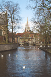 Belgium, Bruges, swans on a canal - RTBF00386