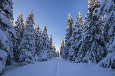 Germany, Lower Saxony, Harz National Park in the evening - PVCF00903