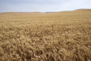 USA, Washington State, Palouse hills, wheat field - BCDF00009