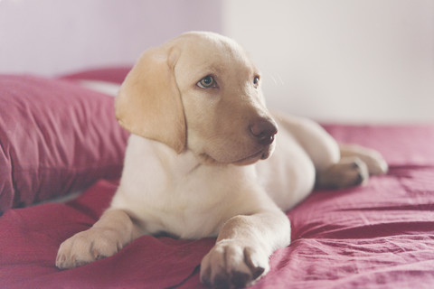 Labrador Retriever Welpe auf dem Bett liegend, lizenzfreies Stockfoto