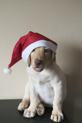 Labrador Retriever Welpe mit Weihnachtsmütze - SKCF00204
