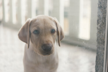 Labrador Retriever puppy behind glass pane on balcony - SKCF00206