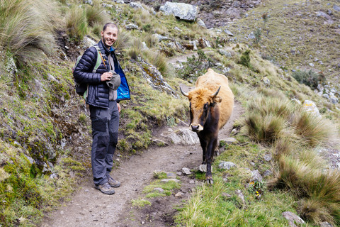 Peru, Cordillera Blanca, Huaraz, Huascaran National Park, Wanderer auf einem Bergpfad mit einer Kuh, lizenzfreies Stockfoto