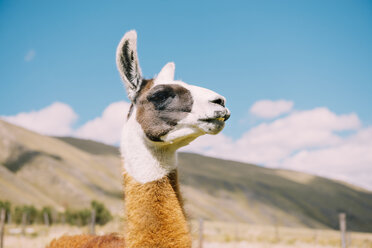 Peru, Huaraz, Porträt eines Lamas - GEMF01055