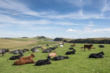 UK, Northumberland, Haltwhistle, herd of cows on a pasture - ELF01824