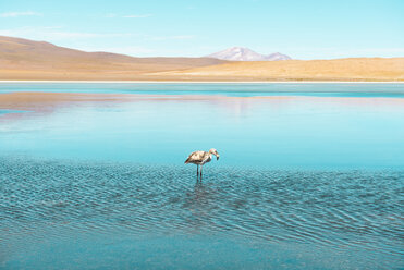 Bolivien, Anden, Altiplano, Weißer Flamingo in der Laguna Honda - GEMF01060