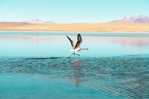 Bolivien, Anden, Altiplano, Weißer Flamingo in der Laguna Honda, lizenzfreies Stockfoto