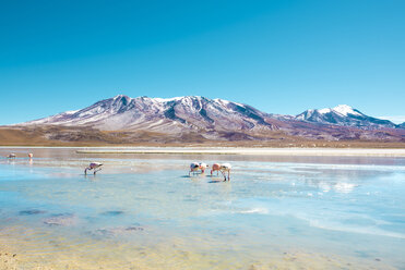 Bolivia, Andean Altiplano, Laguna Hedionda, a saline lake with pink and white flamingos - GEMF01065