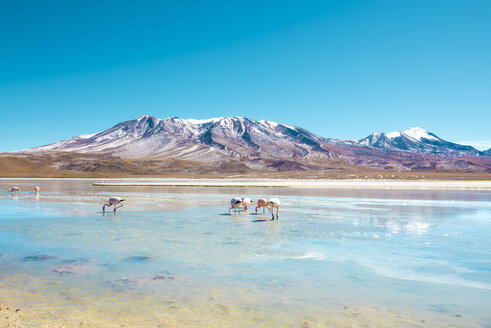 Bolivien, Andenhochland, Laguna Hedionda, ein Salzsee mit rosa und weißen Flamingos - GEMF01065