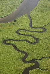 USA, Virginia, Marshes of the Chickahominy River near the confluence with the James River - BCDF00052