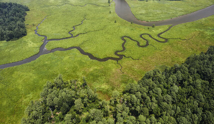 USA, Virginia, Sümpfe des Chickahominy River in der Nähe des Zusammenflusses mit dem James River - BCDF00053