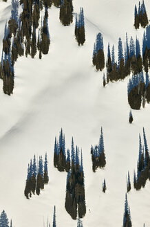 USA, Idaho, Luftaufnahme von Bäumen und Schatten auf einem Feld in den Grand-Teton-Bergen - BCDF00144