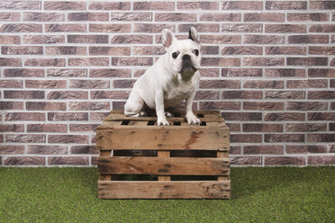 Portrait of French bulldog sitting on wooden box in front of brick wall - RTBF00408